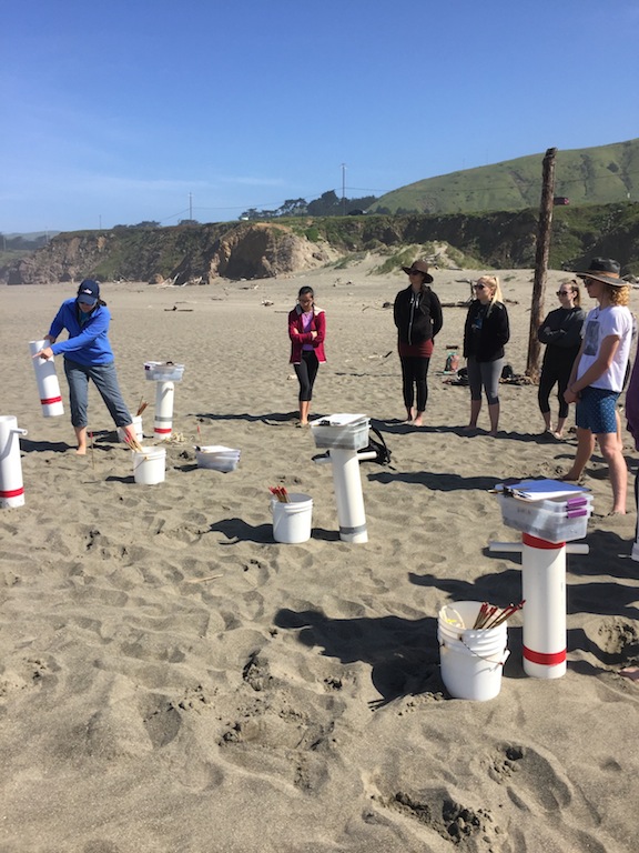 Students monitoring the mole crab population at Salmon Creek Beach, a sandy beach ecosystem.