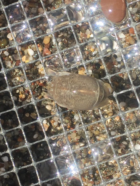 Students monitoring the mole crab population at Salmon Creek Beach, a sandy beach ecosystem.