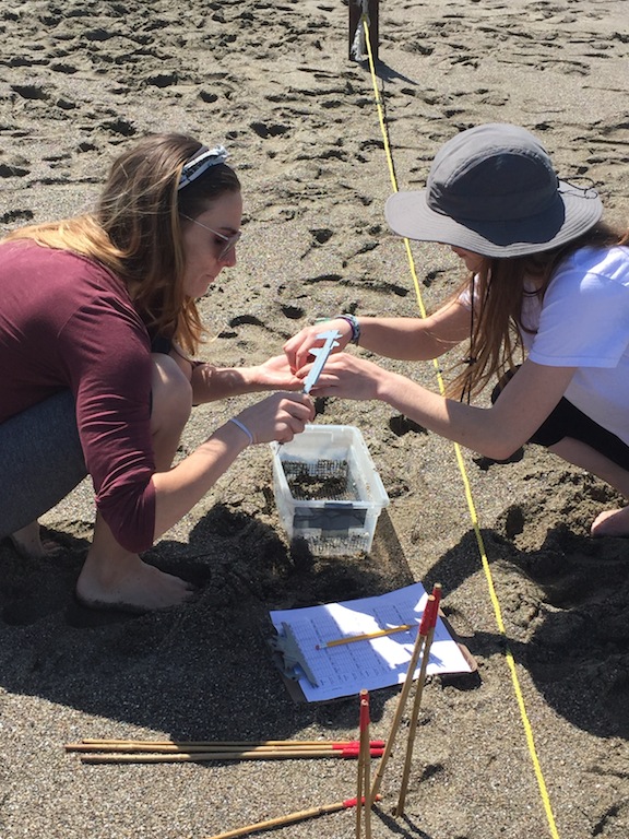 Students monitoring the mole crab population at Salmon Creek Beach, a sandy beach ecosystem.