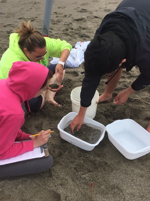 Students monitoring the mole crab population at Salmon Creek Beach, a sandy beach ecosystem.