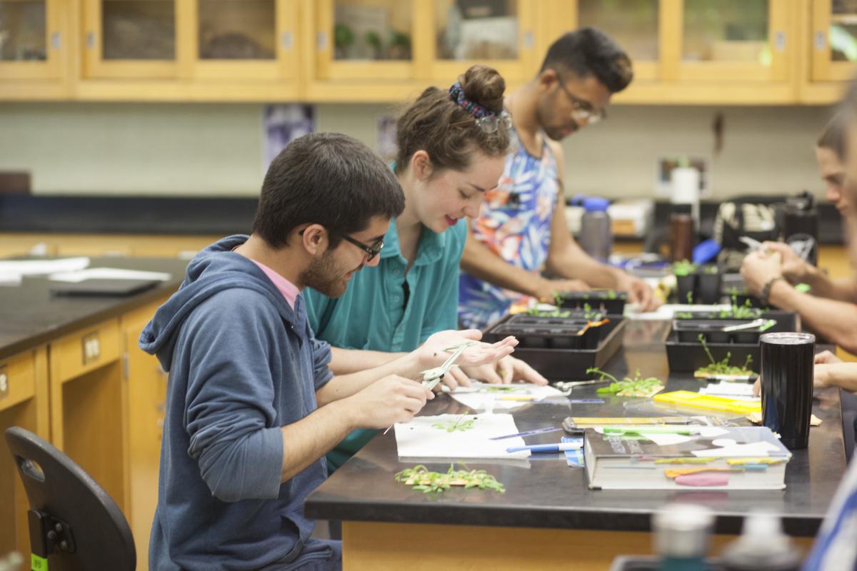 Students testing different methods of inducing water stress and determining impact on Arabidopsis Thaliana Knockout Mutants.