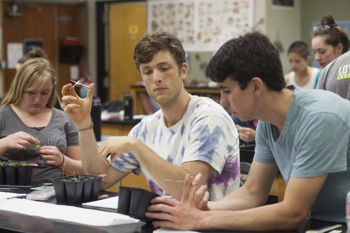 Students testing different methods of inducing water stress and determining impact on Arabidopsis Thaliana Knockout Mutants.