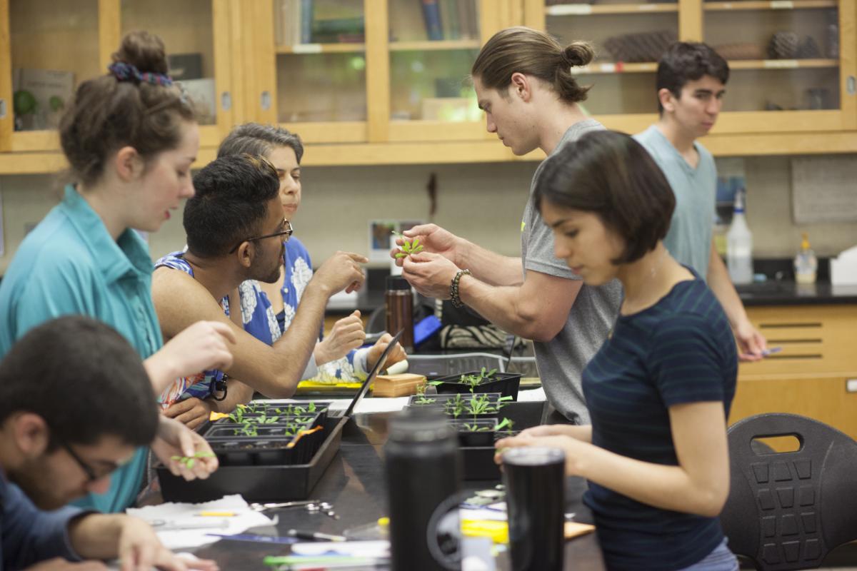 Students testing different methods of inducing water stress and determining impact on Arabidopsis Thaliana Knockout Mutants.